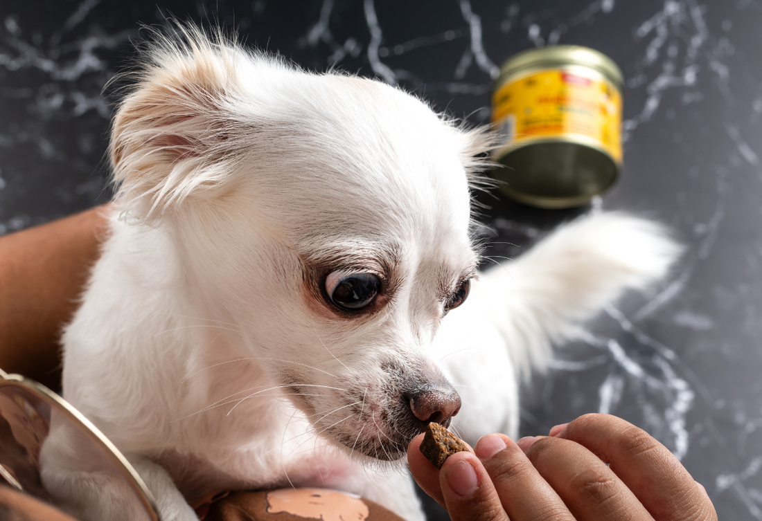 All-Natural Dog Joint Supplements: Keeping Your Pet Active and Healthy