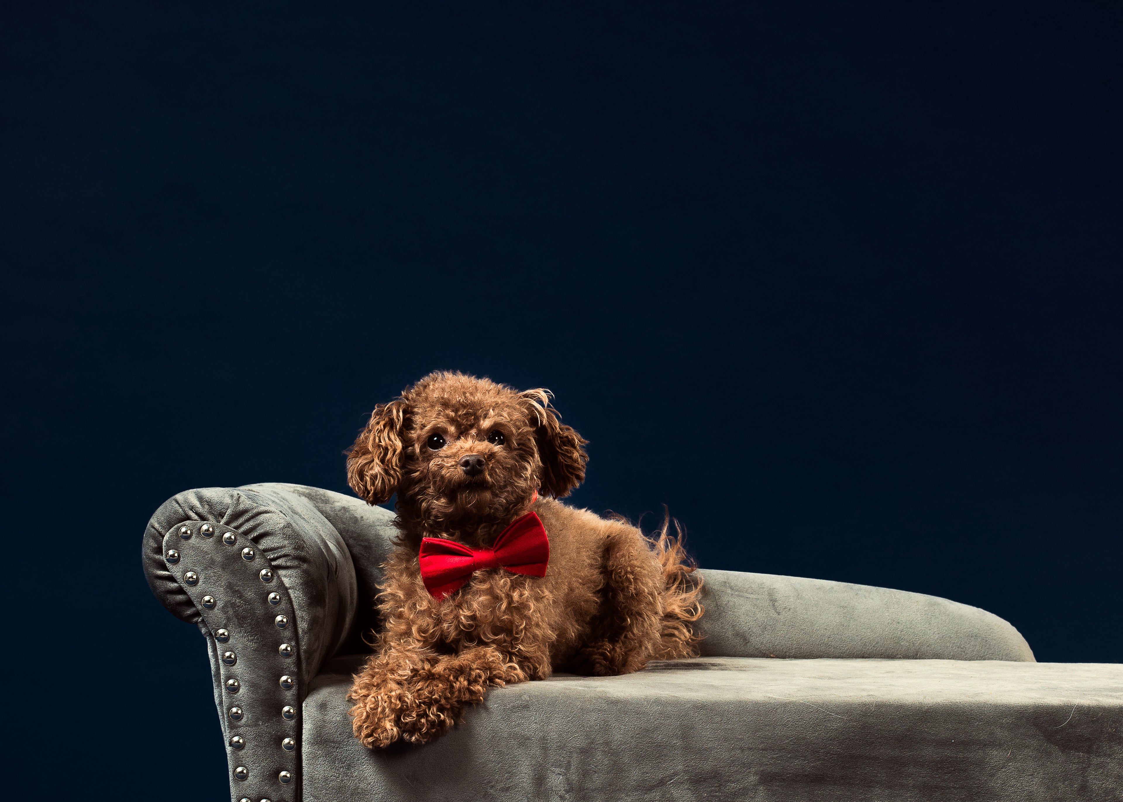 Dog on Sofa after eating Treats with Benefits All-Natural Healthy Dog Treats